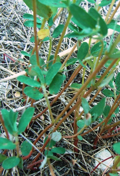 Euphorbia maculata / Euphorbia macchiata